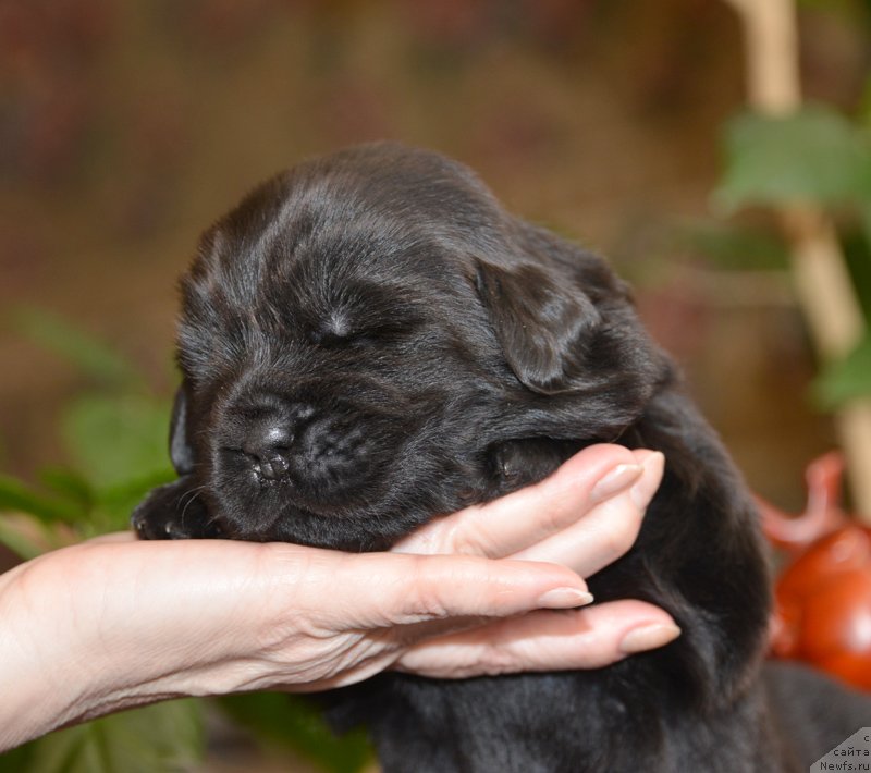 Фото: Бегущая по волнам Е...
девочка с сиреневой лентой