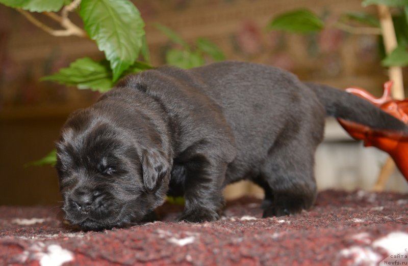 Фото: Бегущая по волнам Е...
девочка с сиреневой лентой