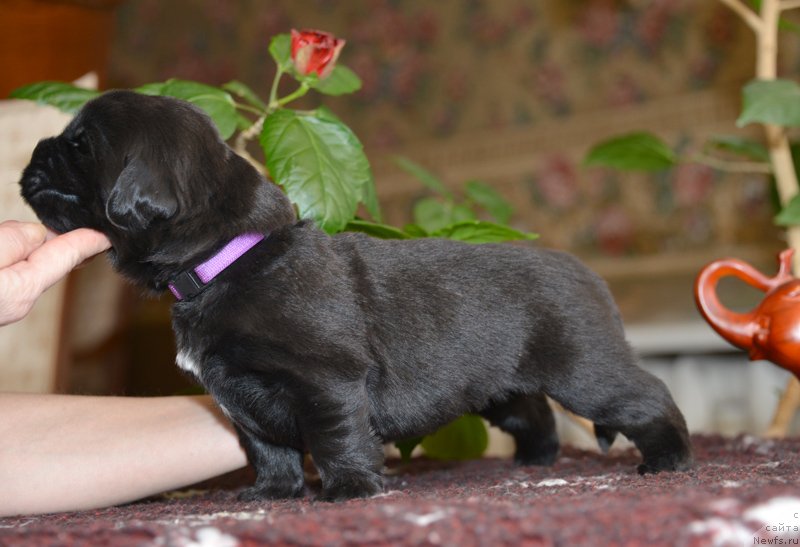 Фото: Бегущая по волнам Е...
девочка с сиреневой лентой