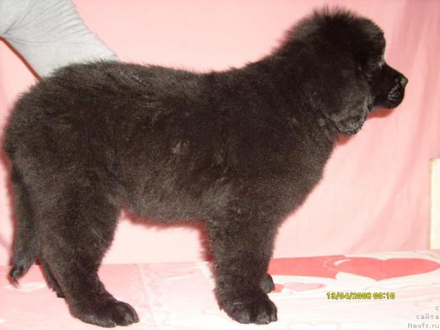 Фото: ньюфаундленд Конни Флайфи