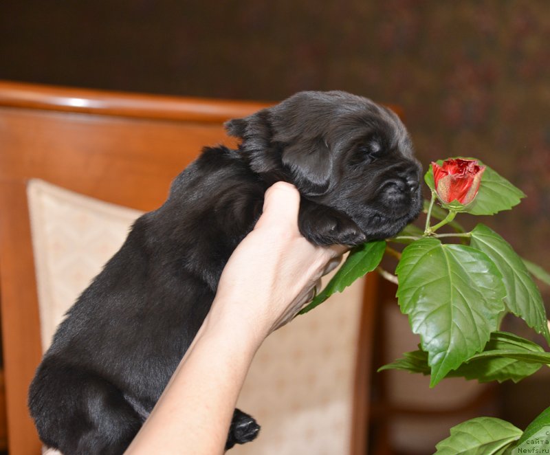 Фото: Бегущая по волнам Е...
девочка с сиреневой лентой