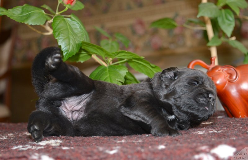 Фото: Бегущая по волнам Е...
девочка с сиреневой лентой