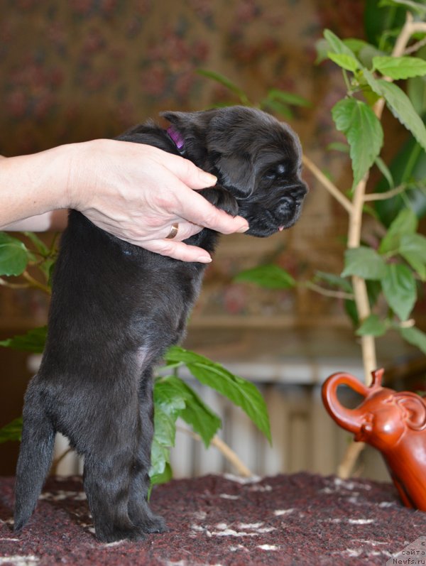 Фото: Бегущая по волнам Е...
девочка с сиреневой лентой