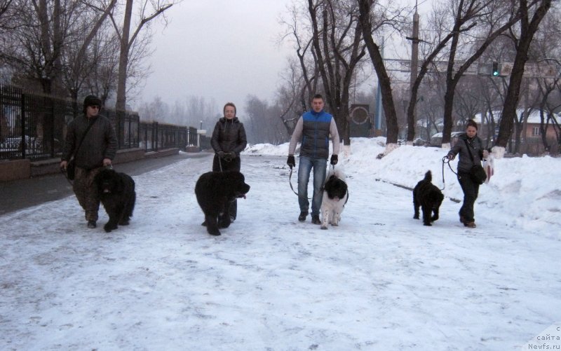 Фото: ньюфаундленд Сент Джонс Улла для Кара Аюлар (Sent Djons Ulla for Kara Ayular), ньюфаундленд Клаус Блэк, ньюфаундленд Кара Аюлар Баронесса Симпатико (Kara Aular Baronessa Simpatiko), ньюфаундленд Женевьев Гарни Ледэн