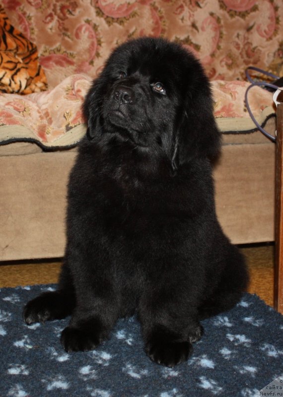 Фото: ньюфаундленд Соул оф Роуз Арлин