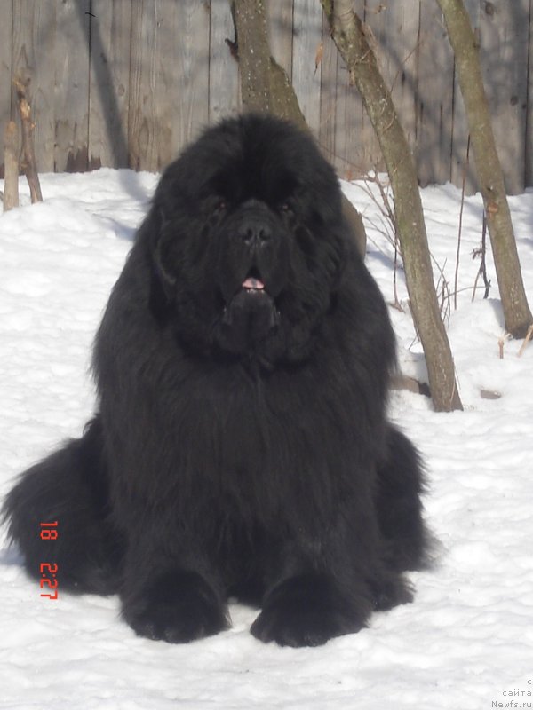 Фото: ньюфаундленд King Sibiria von Aiching