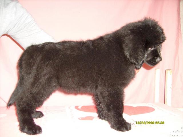 Фото: ньюфаундленд Къяра Милд (Kjara Mild)