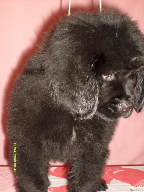 Фото: ньюфаундленд Къяра Милд (Kjara Mild)