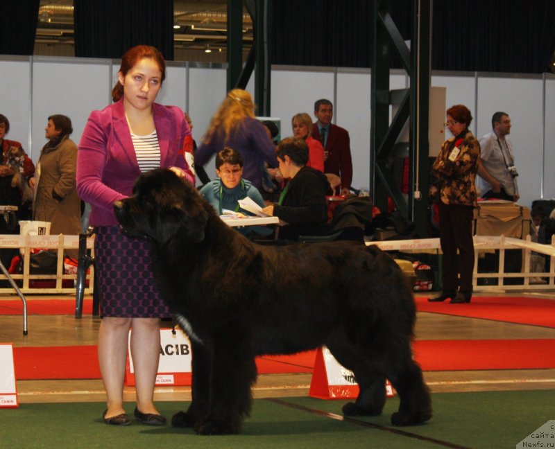 Фото: ньюфаундленд Touch My Heart Nuo Ozo Kalvu