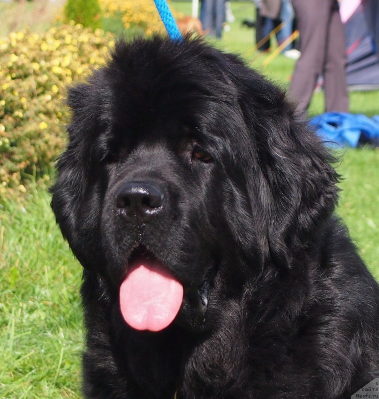 Фото: ньюфаундленд Sunshine In The Rain Nuo Ozo Kalvu