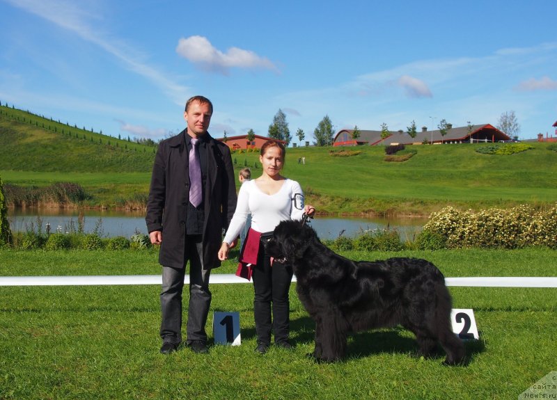 Фото: ньюфаундленд Sunshine In The Rain Nuo Ozo Kalvu