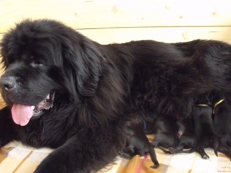 Фото: ньюфаундленд Гранд Бэби Ариадна