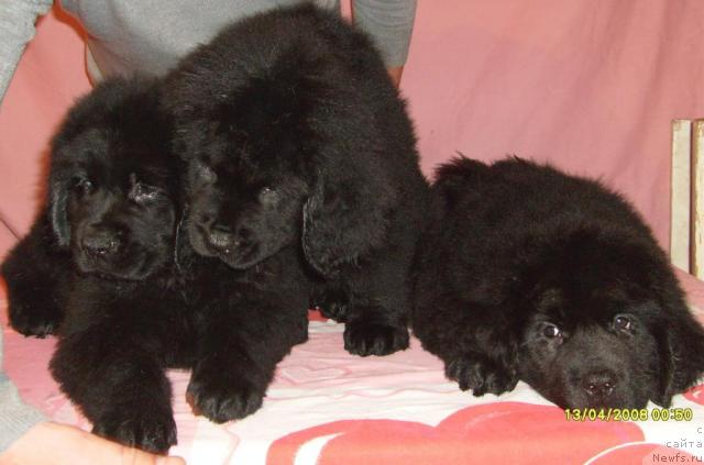 Фото: ньюфаундленд Касси Чаминг, ньюфаундленд Къяра Милд (Kjara Mild), ньюфаундленд Конни Флайфи