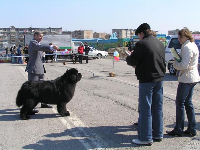 Фото: ньюфаундленд Его Высочество от Сибирского Медведя (Ego Vysochestvo ot Sibirskogo Medvedja), Юрий Рахтиенко