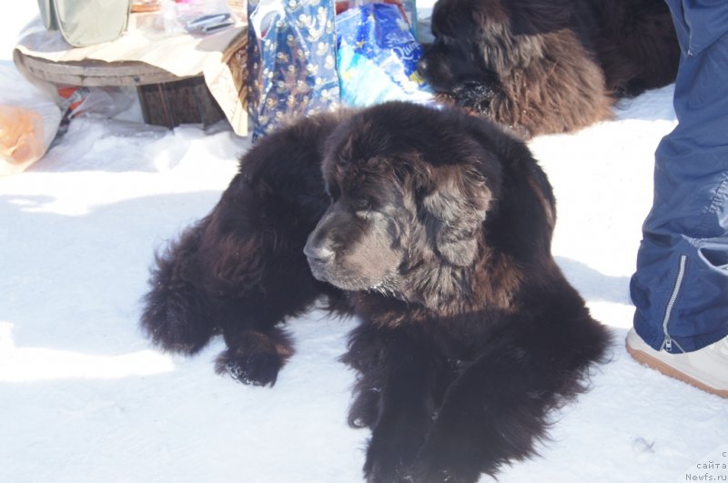 Фотография № 117986