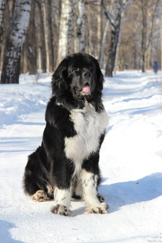 Фото: ньюфаундленд Старбимовлав Гардемарин