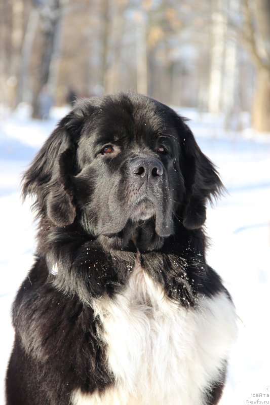 Фото: ньюфаундленд Старбимовлав Гардемарин
