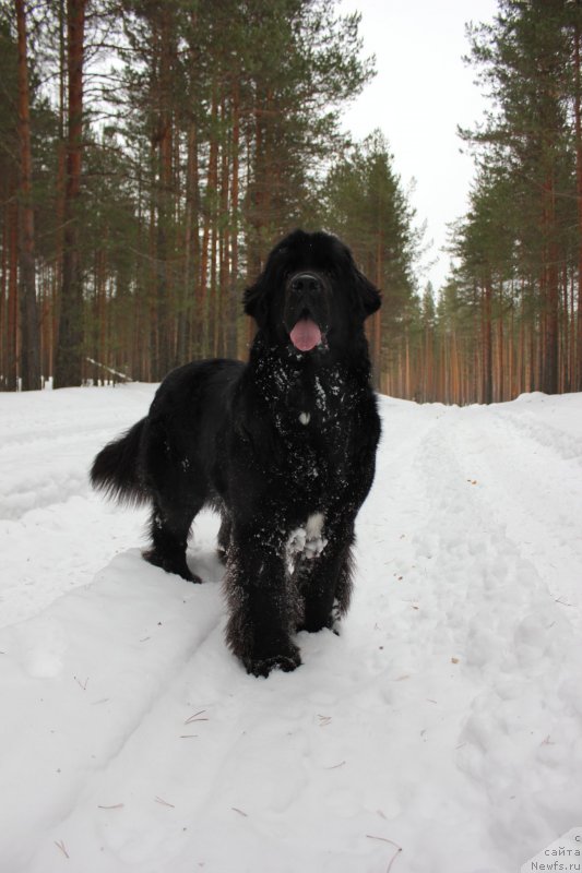 Фото: ньюфаундленд Дар Свезы Юника Сагитта (Dar Svezy Unika Sagitta)