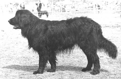 Фото: ньюфаундленд Честер Сивольф