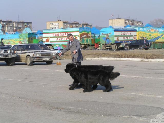 Фото: ньюфаундленд Чанси из Медвежьего Яра (Chansi  iz  Medvejyego Yara), ньюфаундленд Его Высочество от Сибирского Медведя (Ego Vysochestvo ot Sibirskogo Medvedja), Юрий Рахтиенко