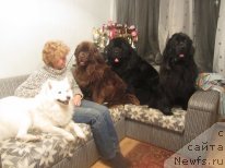 Фото: ньюфаундленд Игерма из Академии Шоколада (Igerma iz Akademii Shokolada), ньюфаундленд Пчёлкин Дом Вениамин (Pchiolkin Dom Veniamin), ньюфаундленд Пчёлкин Дом Ежевика