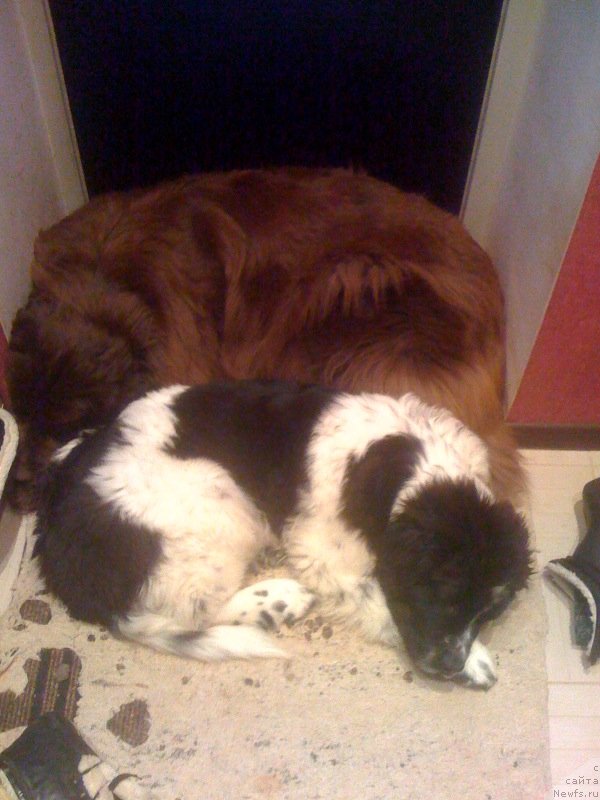 Фото: ньюфаундленд Сент Джонс Вива Виктория (Sent Djons Viva Viktoria), ньюфаундленд Ван Лен Тайм Женевьева