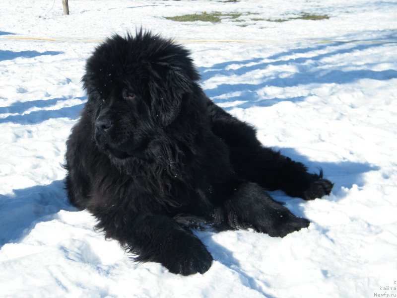 Фото: ньюфаундленд Альфа Таури Династия Совершенства (Аlpha Tauri Dinastiya Soverchenstva)