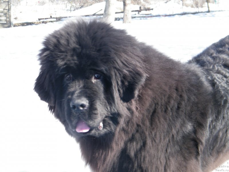 Фото: ньюфаундленд Альфа Таури Династия Совершенства (Аlpha Tauri Dinastiya Soverchenstva)