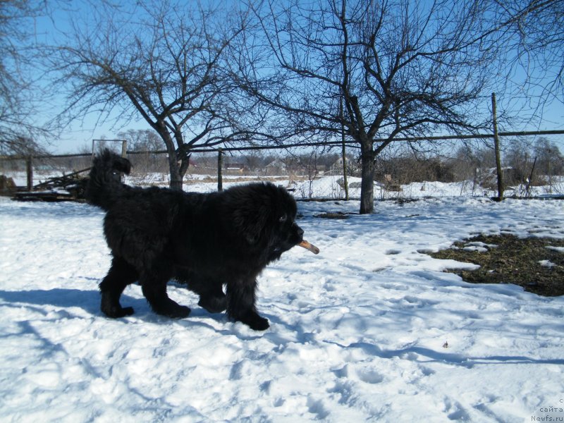 Фото: ньюфаундленд Альфа Таури Династия Совершенства (Аlpha Tauri Dinastiya Soverchenstva)