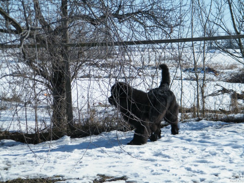 Фото: ньюфаундленд Альфа Таури Династия Совершенства (Аlpha Tauri Dinastiya Soverchenstva)