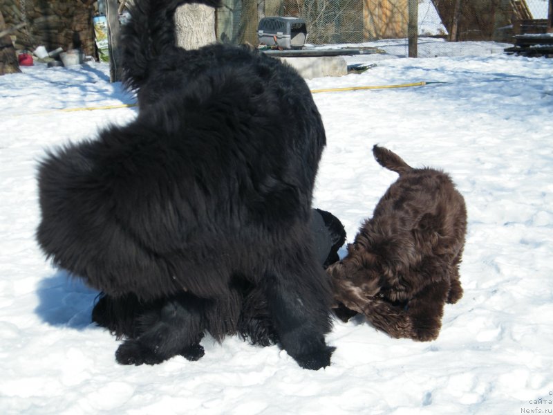 Фото: ньюфаундленд Альфа Таури Династия Совершенства (Аlpha Tauri Dinastiya Soverchenstva)
