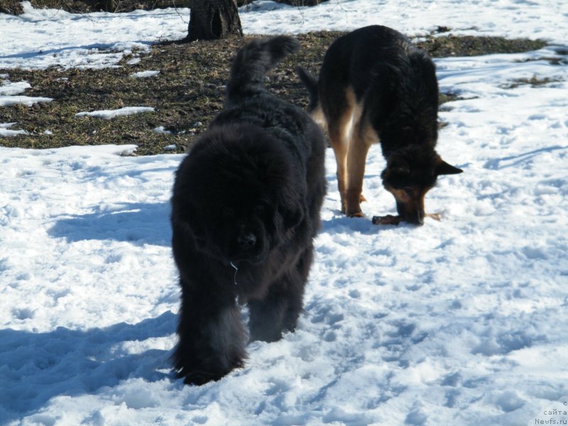 Фото: ньюфаундленд Альфа Таури Династия Совершенства (Аlpha Tauri Dinastiya Soverchenstva)