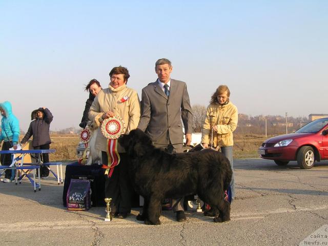 Фото: ньюфаундленд Его Высочество от Сибирского Медведя (Ego Vysochestvo ot Sibirskogo Medvedja), Юрий Рахтиенко