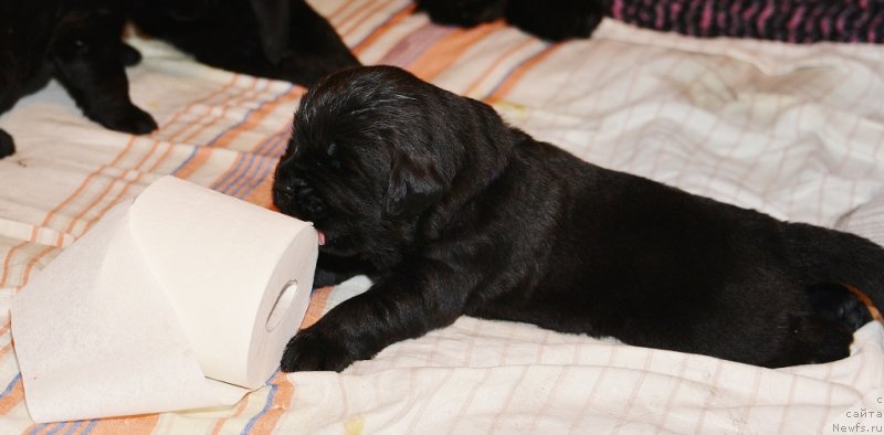 Фото: сиреневая