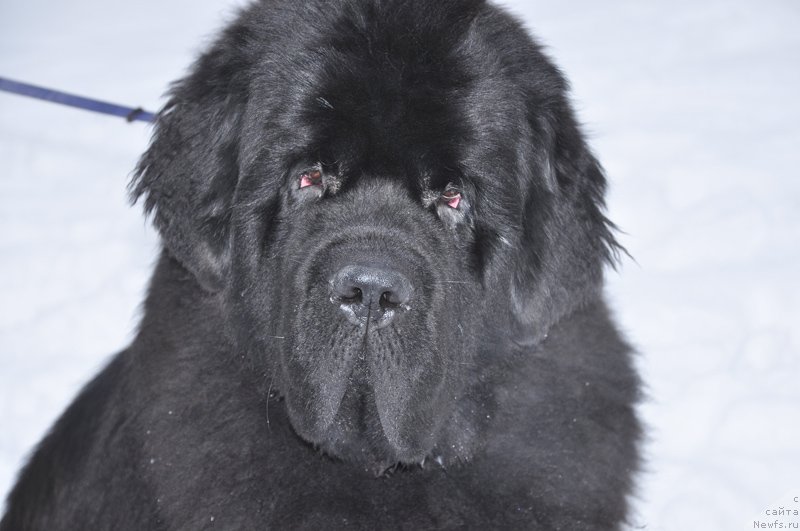 Фото: ньюфаундленд Бегущая по Волнам Зодиак (Beguschaya po Volnam Zodiak)