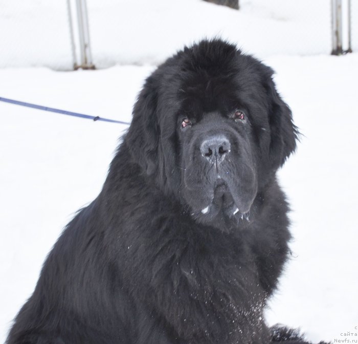 Фото: ньюфаундленд Бегущая по Волнам Зодиак (Beguschaya po Volnam Zodiak)