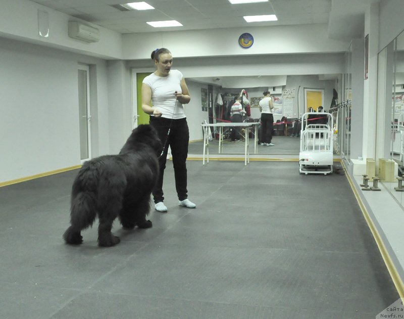 Фото: ньюфаундленд Бегущая по Волнам Зодиак (Beguschaya po Volnam Zodiak)