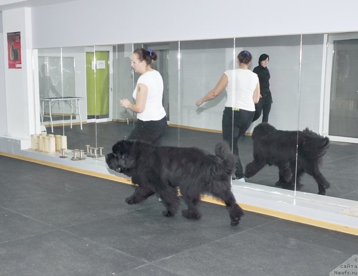 Фото: ньюфаундленд Бегущая по Волнам Зодиак (Beguschaya po Volnam Zodiak)