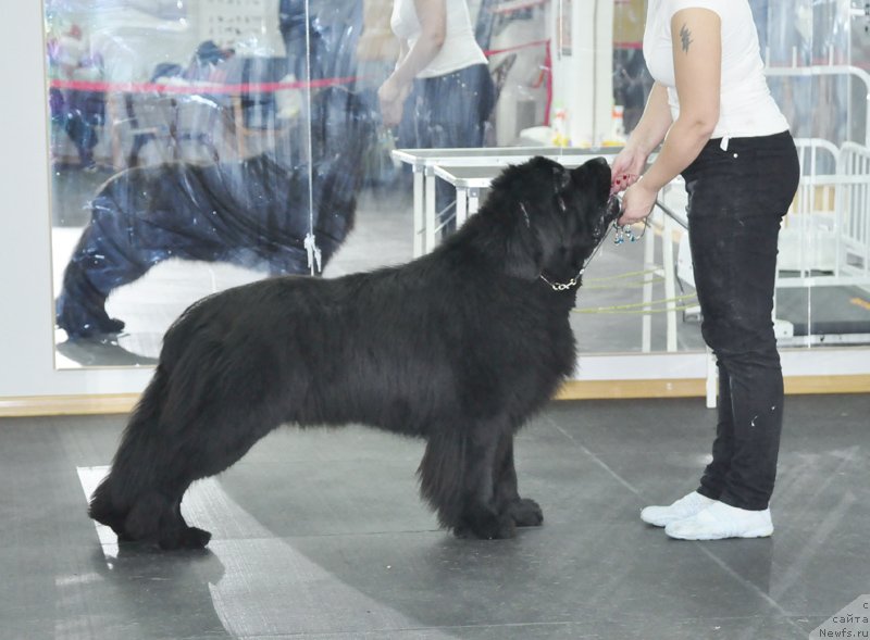 Фото: ньюфаундленд Бегущая по Волнам Зодиак (Beguschaya po Volnam Zodiak)