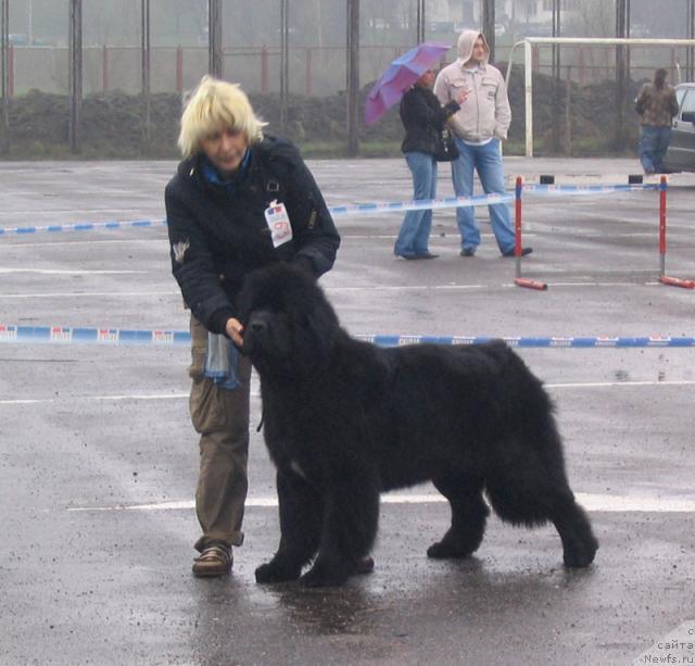 Фото: ньюфаундленд Glamur Lady Midnight Bear