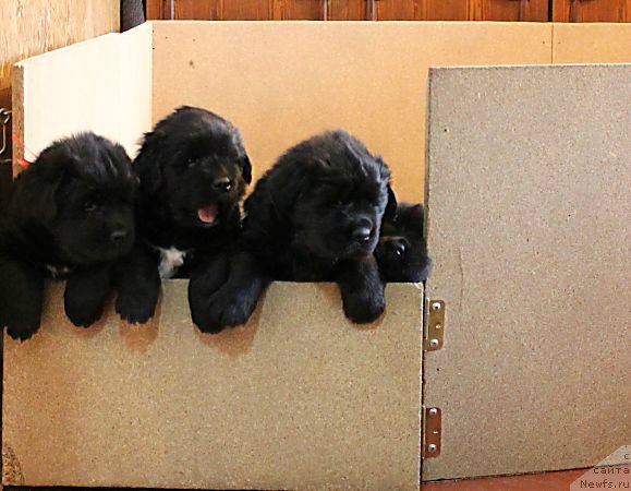 Фото: ньюфаундленд Спарт Грейт Бавария Бель (Spart Great Bavariya Bell), ньюфаундленд Сапфир Деар Бавария Бель (Sapfir Dear Bavariya Belle), ньюфаундленд Сан Шейх Бавария Бель (Sun Sheikh Bavariya Belle)