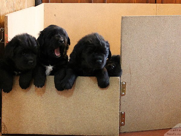 Фото: Дети Баварии и Паркера