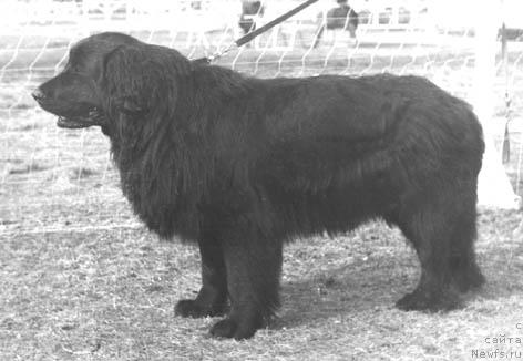 Фото: ньюфаундленд Чана Сивольф