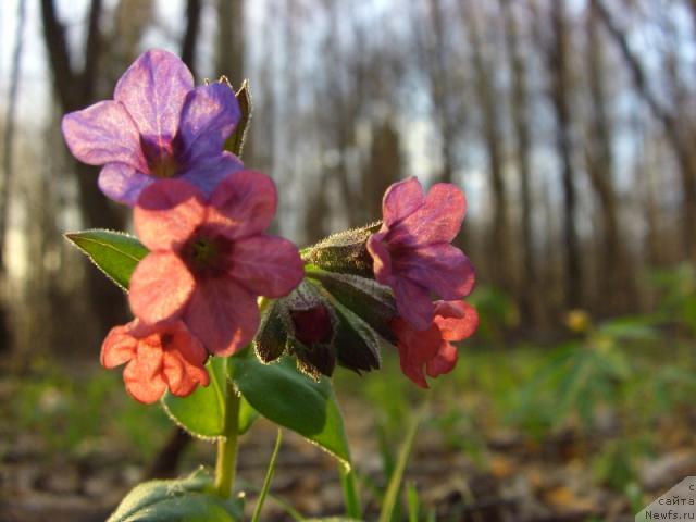 Фотография № 11810