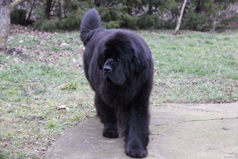 Фото: ньюфаундленд Сентябрина с Берега Дона (Sentyabrina s Berega Dona)