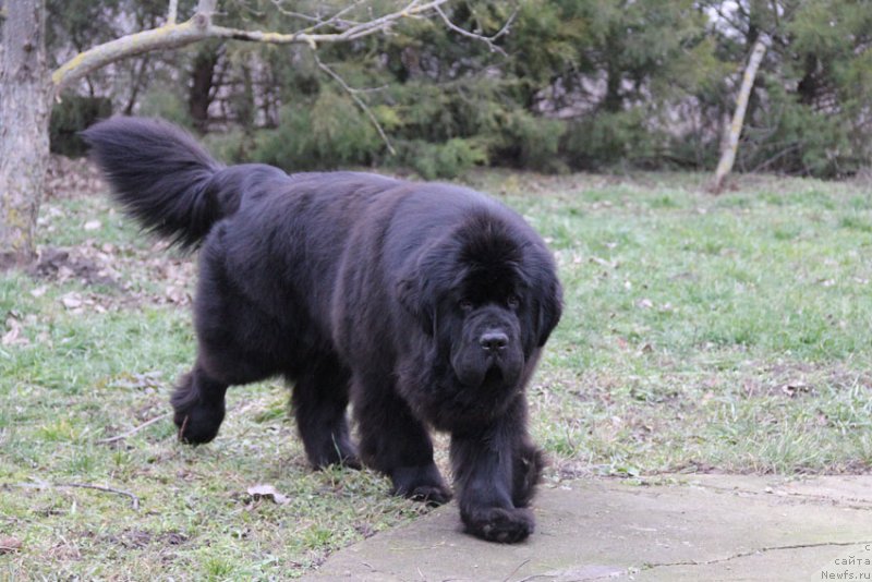 Фото: ньюфаундленд Сентябрина с Берега Дона (Sentyabrina s Berega Dona)