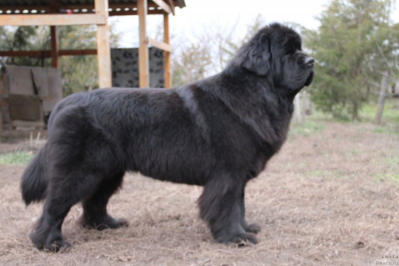 Фото: ньюфаундленд Сентябрина с Берега Дона (Sentyabrina s Berega Dona)