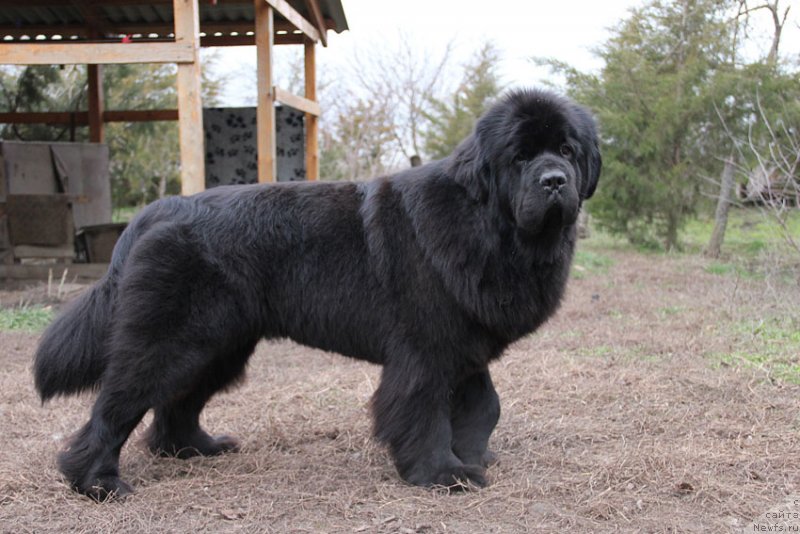 Фото: ньюфаундленд Сентябрина с Берега Дона (Sentyabrina s Berega Dona)