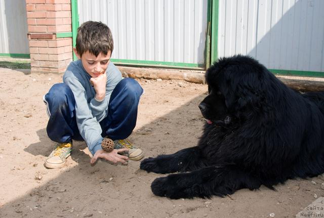 Фото: ньюфаундленд Юган с Тоянова Городка (Ygan s Toyanova Gorodka)