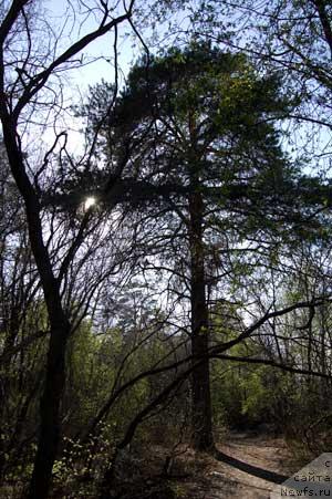 Фотография № 11813